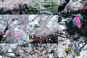 大宮公園　桜　お花見　アコレおおみや